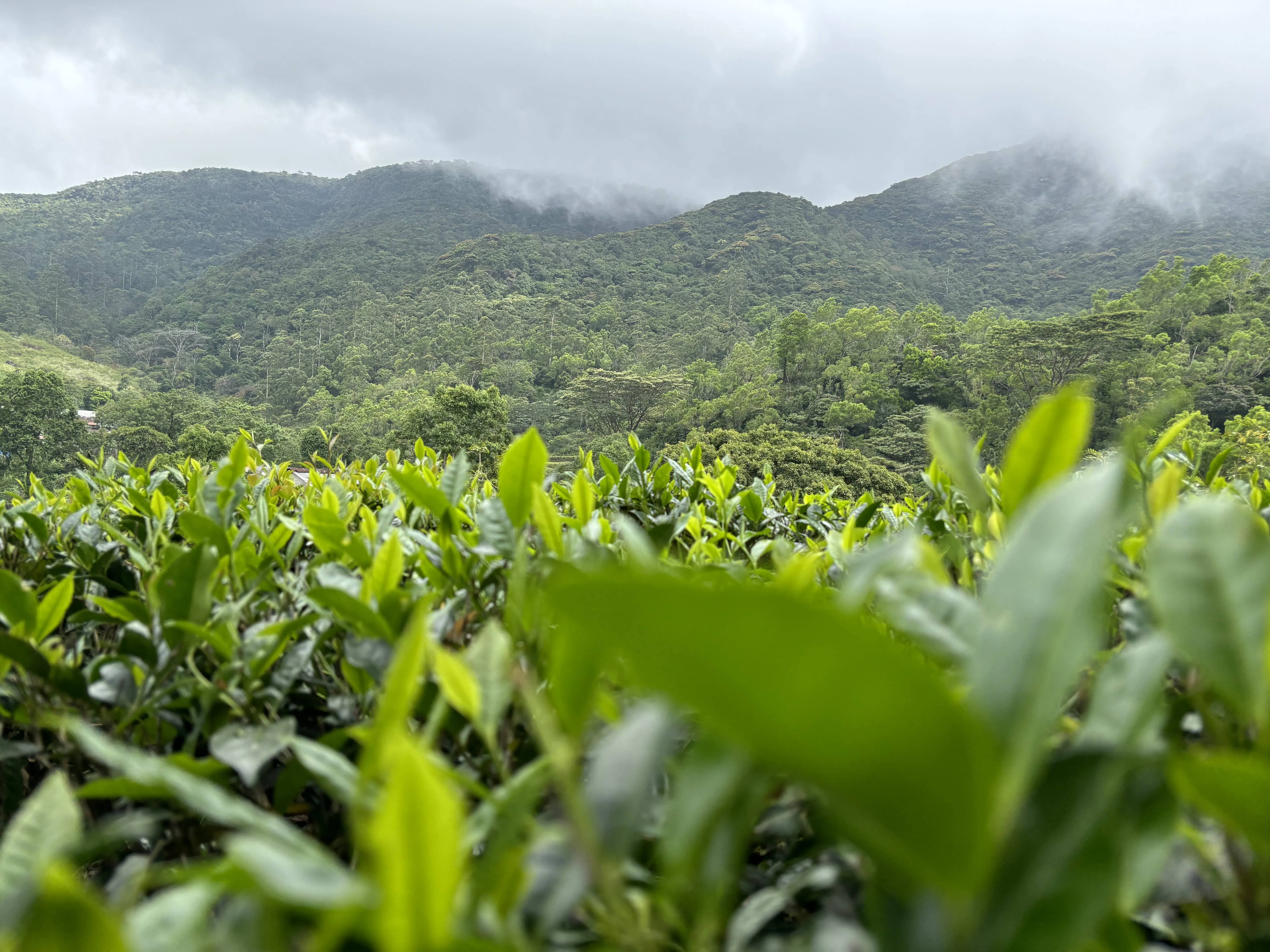 Tea Leaves